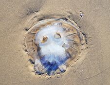 Jellyfish On The Mediterranean Beache Stock Photo