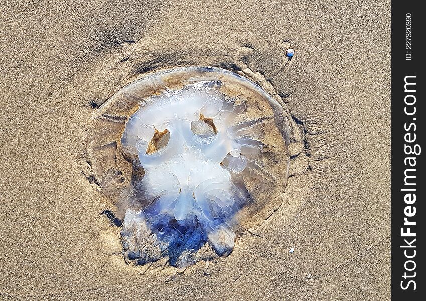 Jellyfish On The Mediterranean Beache