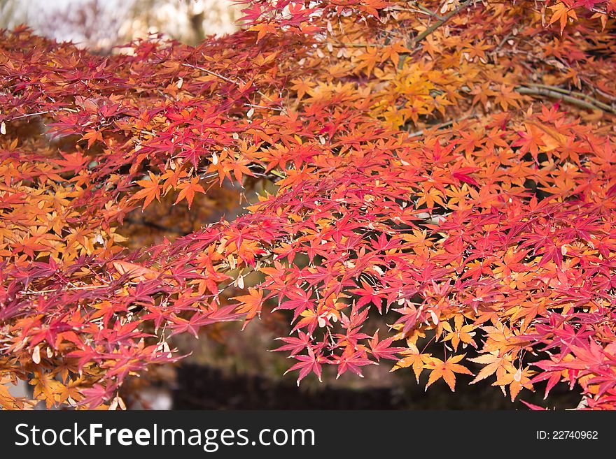 The autumnal leaves which it is (of japan) red and dyed. Nature of autumn.