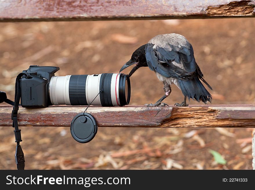 Raven and Dslr