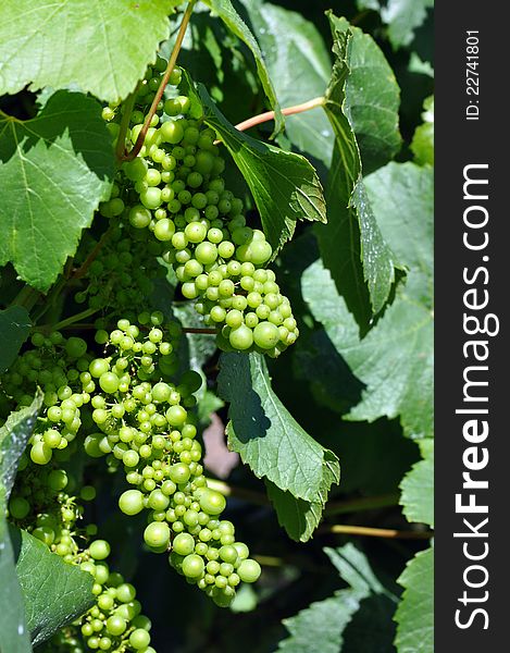 Closeup of fresh green grapes ready for harvest