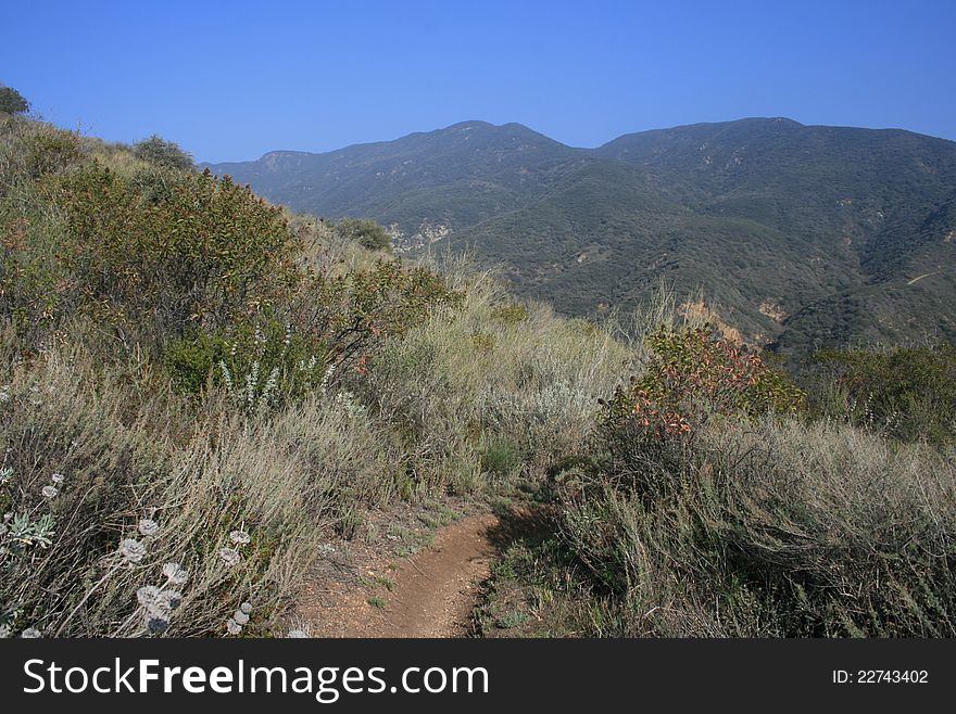 Foliage and grass in Zuma Canyon, Malibu, California. Foliage and grass in Zuma Canyon, Malibu, California