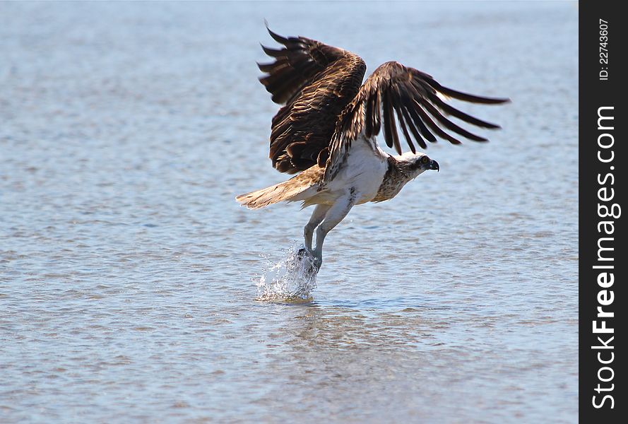 An Osprey Takes Off From A Tidal Pool