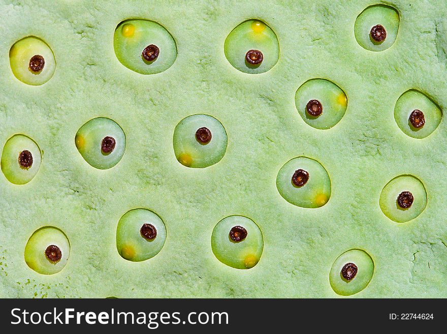 Closeup lotus seeds