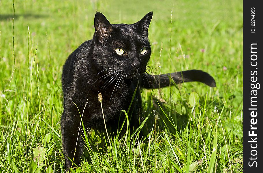 Cat black in nature runs on the grass. Cat black in nature runs on the grass