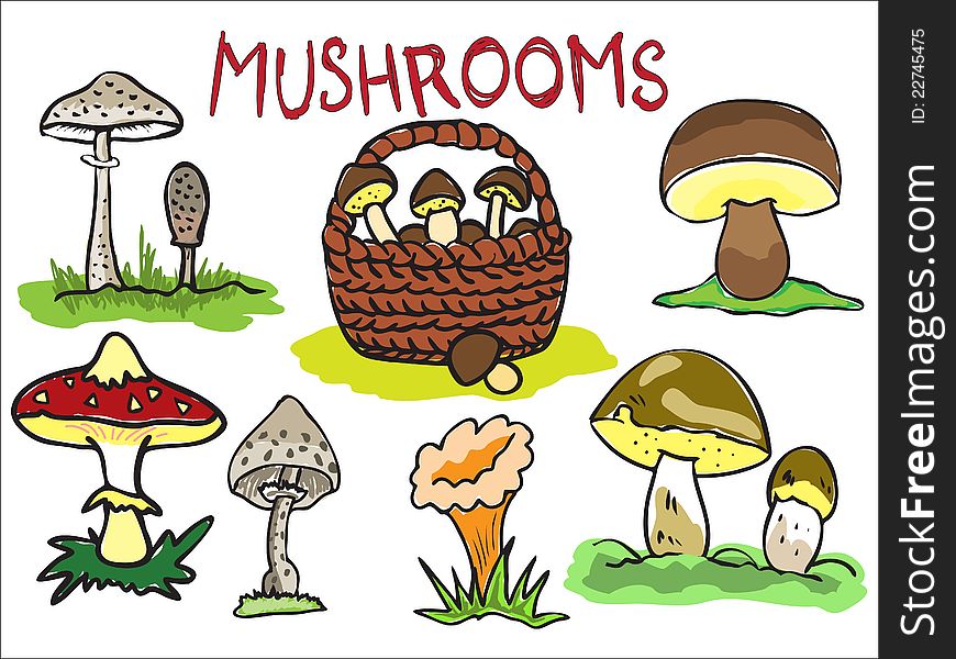 Illustration of several kinds of mushrooms. Illustration of several kinds of mushrooms
