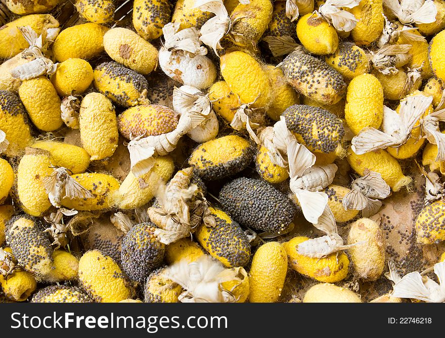 Closeup image of silkworm spawn and cocoon. Closeup image of silkworm spawn and cocoon