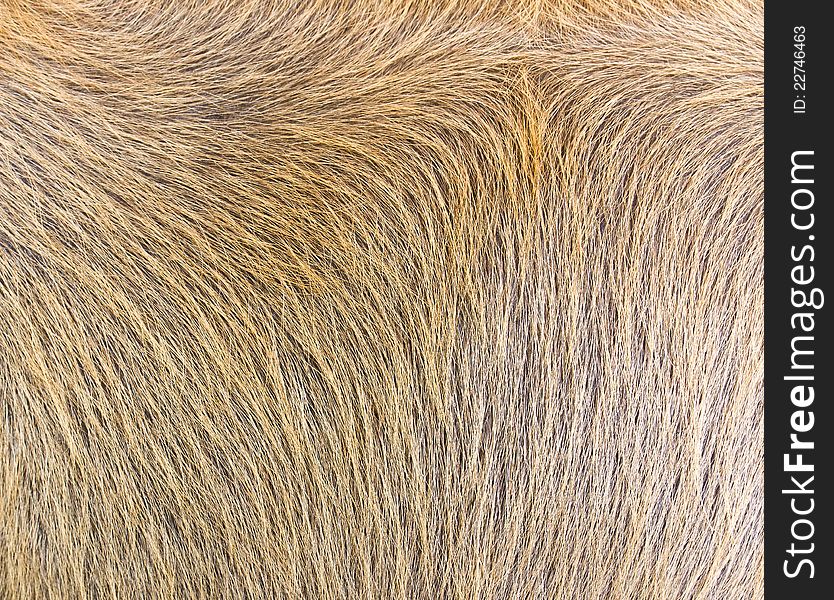 Close-up of cow-hide texture