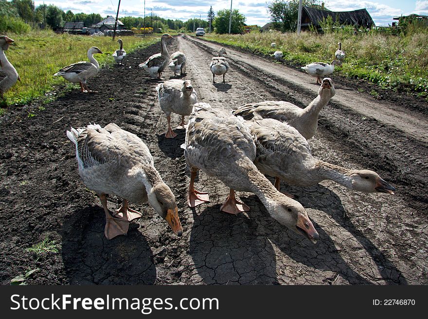 Geese are angry and shouting at the camera in the village Laptevka, August 24, 2008 in Novosibirsk Region, Russia. Geese are angry and shouting at the camera in the village Laptevka, August 24, 2008 in Novosibirsk Region, Russia