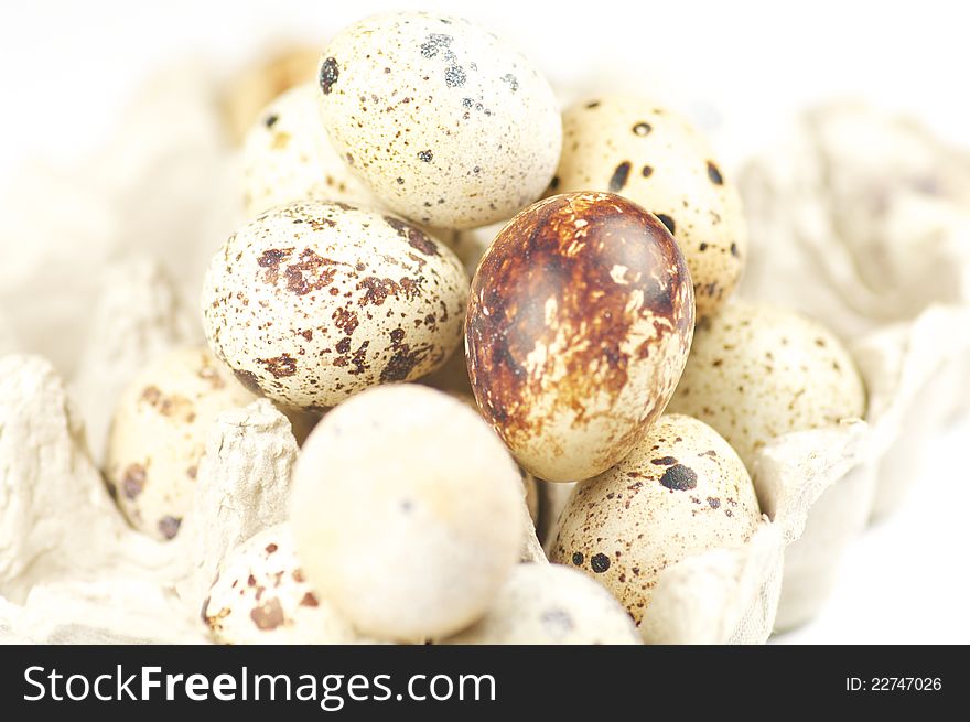 Quail eggs on white background