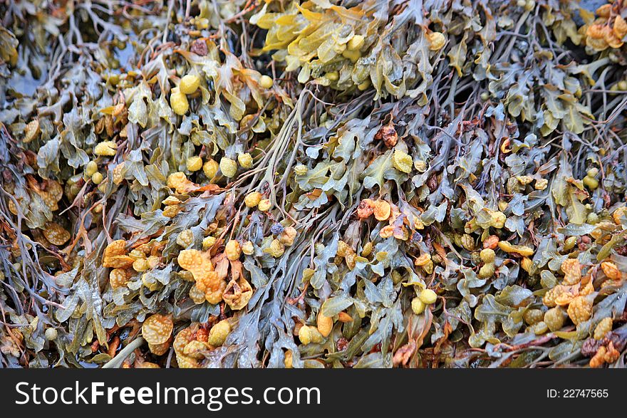 Bed Of Seaweed.