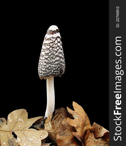 Poisonous mushroom on a black background with oak leaves and hanging drops