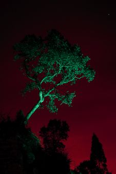 Solitary Tree Stock Photo