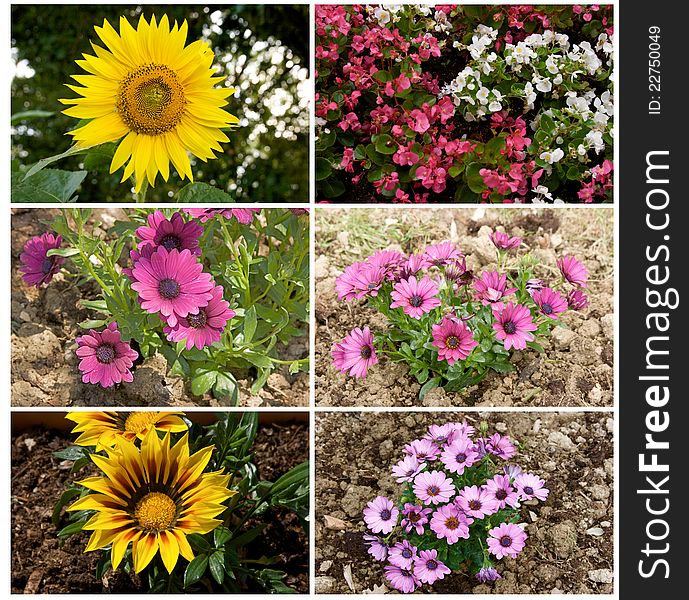 Collage with different spring flowers. Collage with different spring flowers