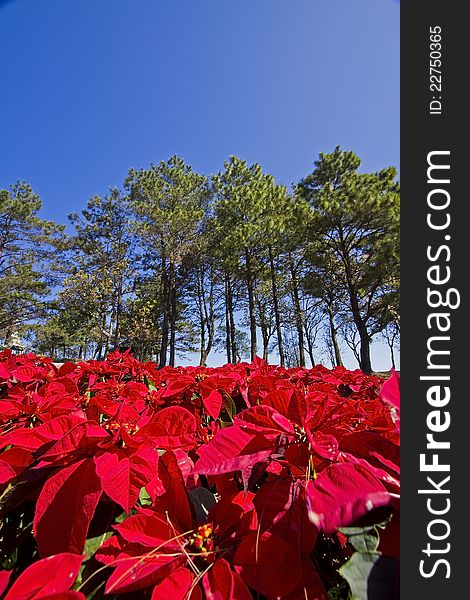 Red flower in front and pine tree in background. Red flower in front and pine tree in background.