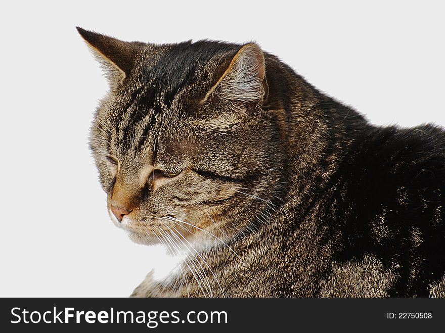 Gray house cat in front of white background