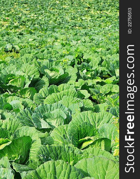 Image of Cabbage plantation outdoor