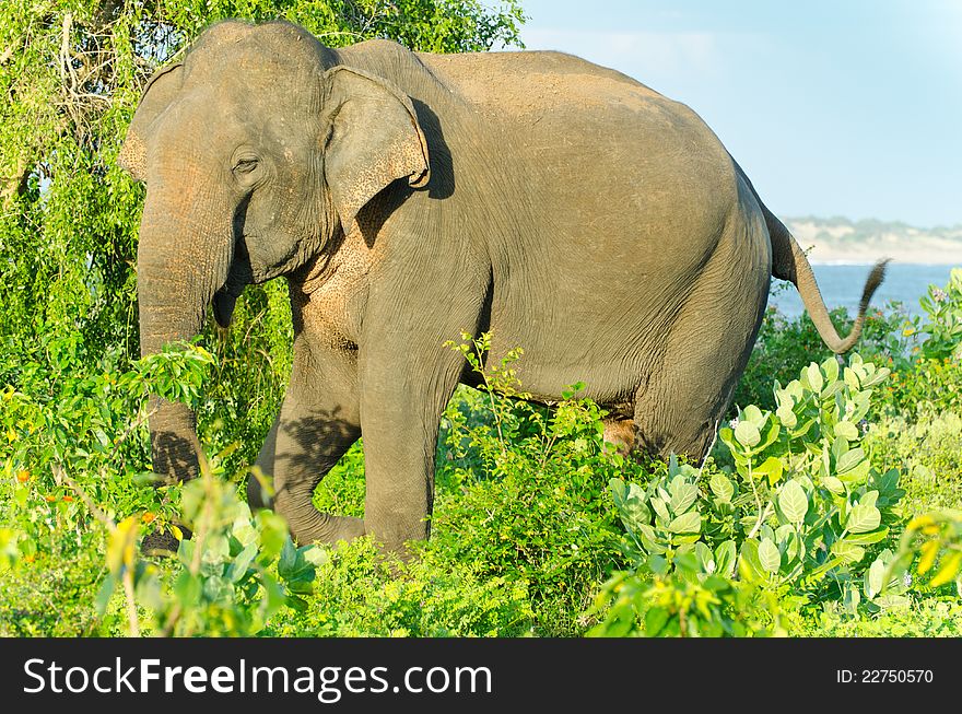 Adult male Indian elephant in the wild. The picture was taken in the Yala National Park ( Sri Lanka ).