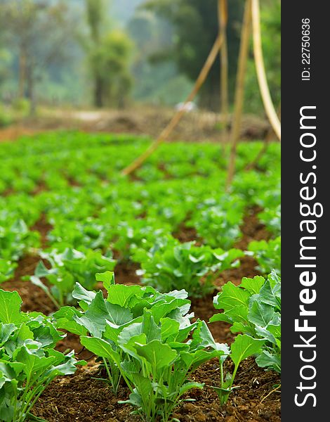 Chinese kale vegetable in garden