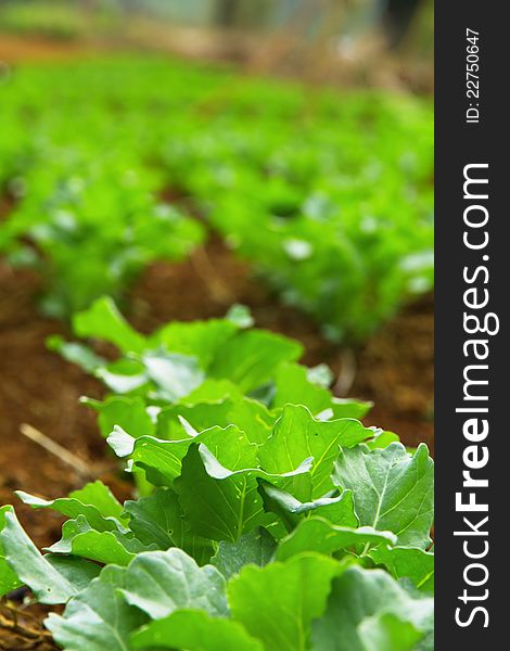 Close up of Chinese kale vegetable in garden