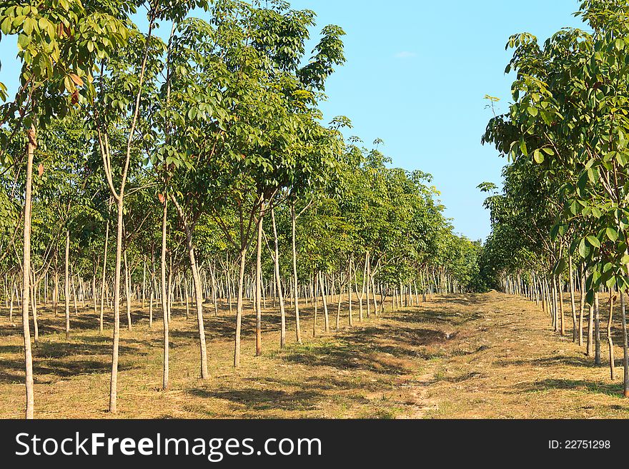 Rubber trees plantation in thailand. Rubber trees plantation in thailand