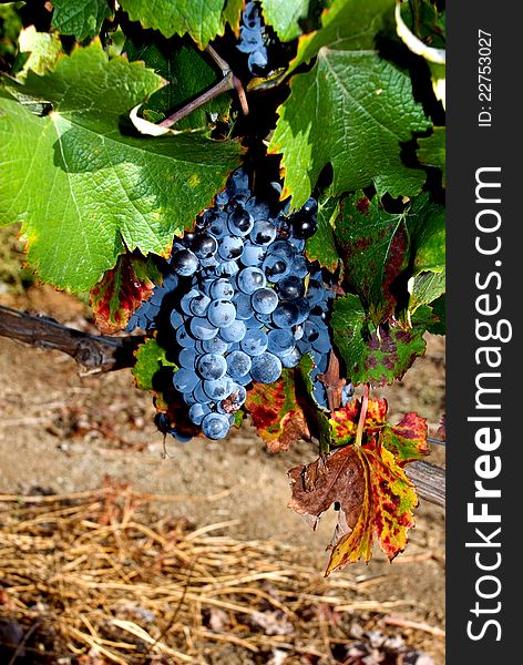 Nice color combination in this photo of purple grapes, leaves, vines and ground. Vineyard in California right after harvest. Nice color combination in this photo of purple grapes, leaves, vines and ground. Vineyard in California right after harvest.