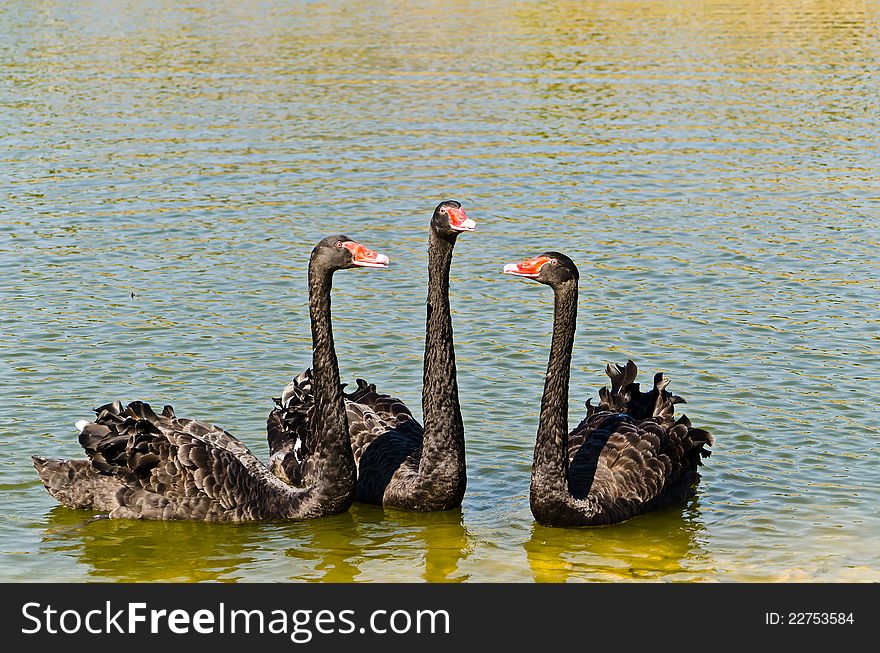 Three black swans in the lake