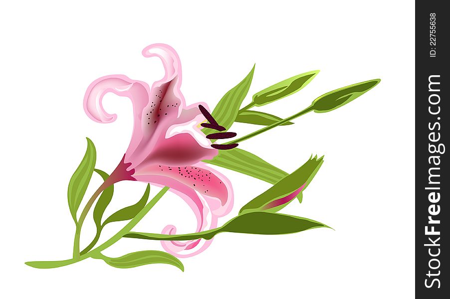 Pink Lily