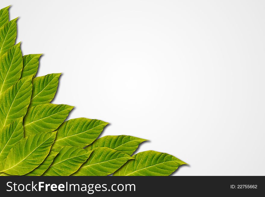 Green Leaf on White Background for Decoration