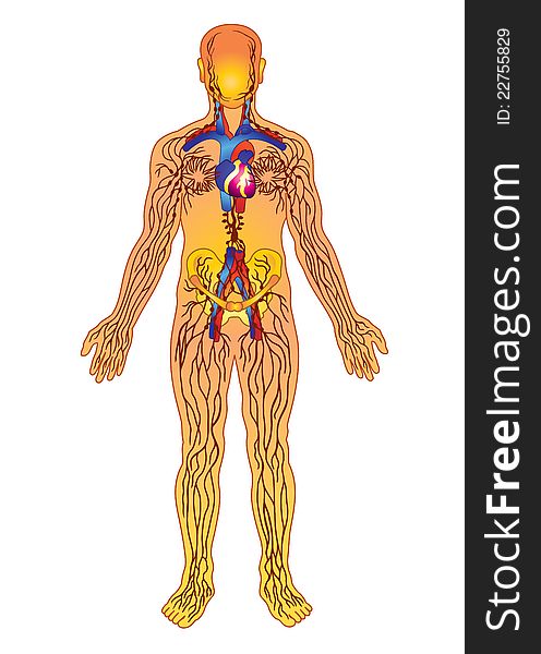 Scheme Of Nervous Terminations Human S