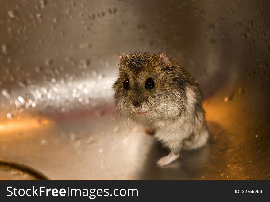 Frighten wet hamster in the kitchen wash-bowl