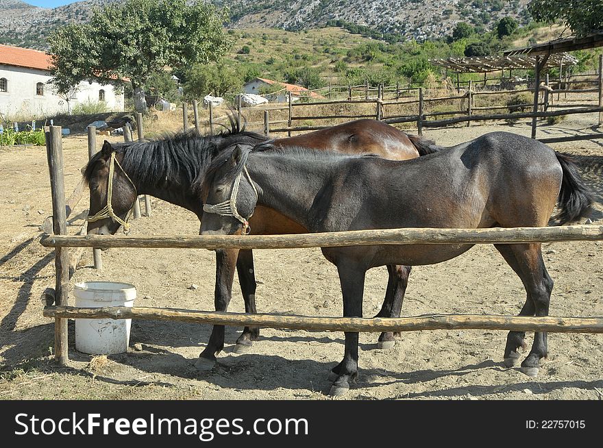 Horses on a summer pasture