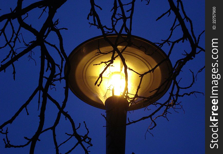 Yellow lamp on nights sky, surrounded by tree branches