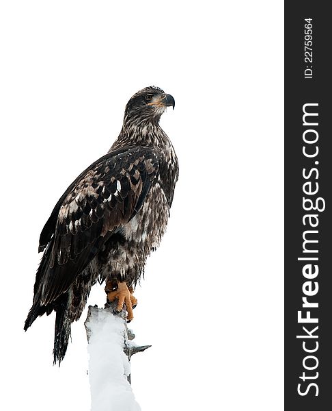 Bald Eagle Perched On Branch