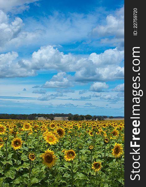 A field of sunflowers on a clear sunny day