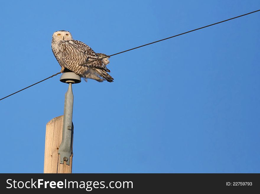 A snowy owl (Bubo scandiacus) perching on an electric pole.