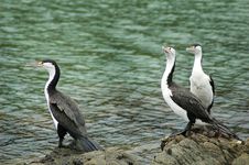 The Three Shags Royalty Free Stock Photos The Three Shags Royalty Free Stock Photos
