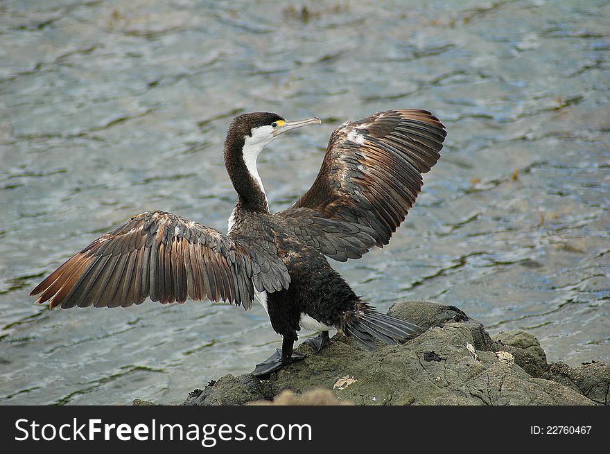 The European Shag or Common Shag (Phalacrocorax aristotelis) is a species of cormorant. It breeds around the rocky coasts of western and southern Europe, southwest Asia and north Africa, mainly wintering in its breeding range except for northernmost birds. In Britain this seabird is usually referred to as simply the Shag. This photo was taken in Coopers Beach, New Zealand. The European Shag or Common Shag (Phalacrocorax aristotelis) is a species of cormorant. It breeds around the rocky coasts of western and southern Europe, southwest Asia and north Africa, mainly wintering in its breeding range except for northernmost birds. In Britain this seabird is usually referred to as simply the Shag. This photo was taken in Coopers Beach, New Zealand.