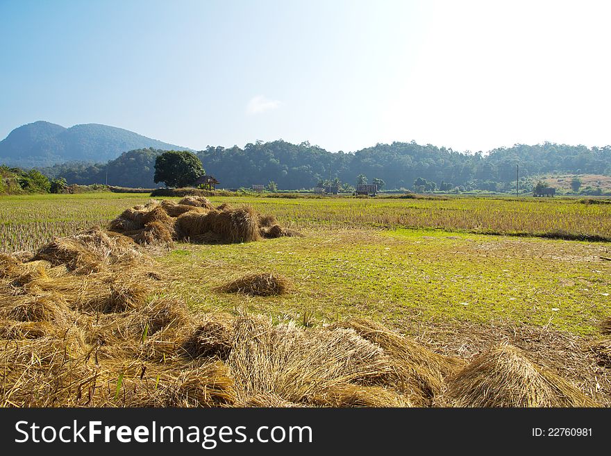 Field and a pile of straw in the countryside outdoor