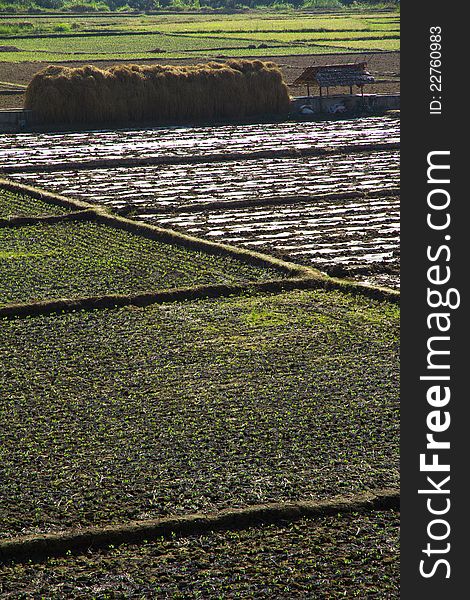 Fields before harvest