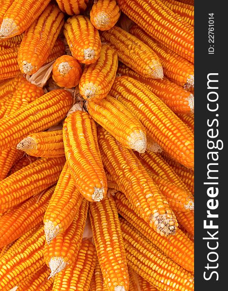 Image of Dried corn background
