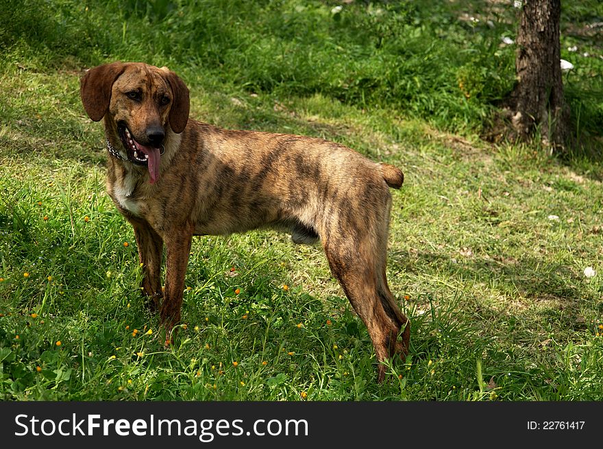 Portrait of hunting dog in the meadow