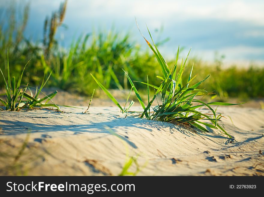 Background of freshly grown sprouts of grass. Background of freshly grown sprouts of grass