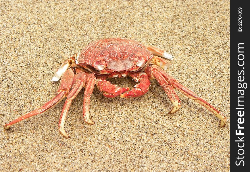 Red crab on the sand beach
