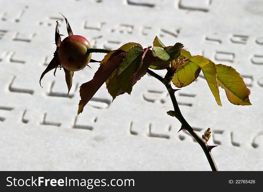 Red rose hip over Jewish gravestone