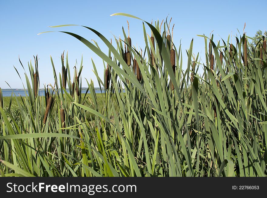 Cattail thickets on the lake shore