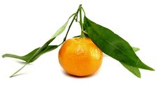 Juicy Mandarin With Green Leaves Royalty Free Stock Photos