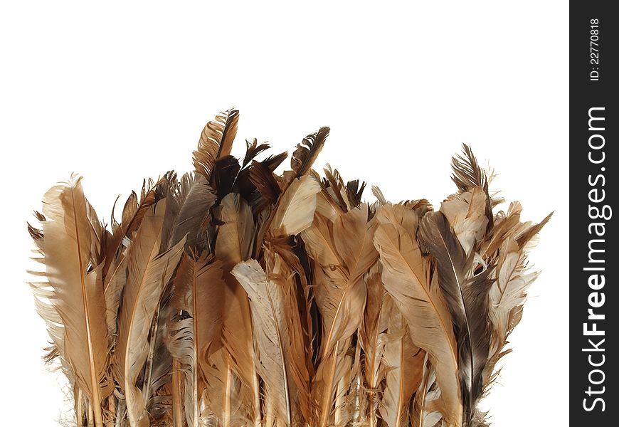 Chicken Feathers Are Brown In Color