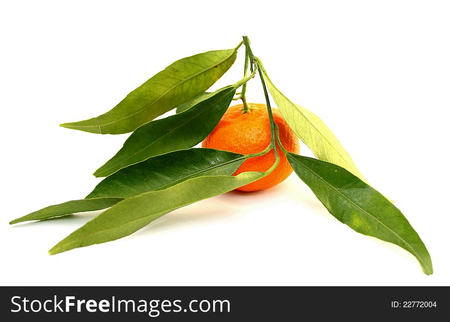 Juicy mandarin with green leaves on a white background closeup