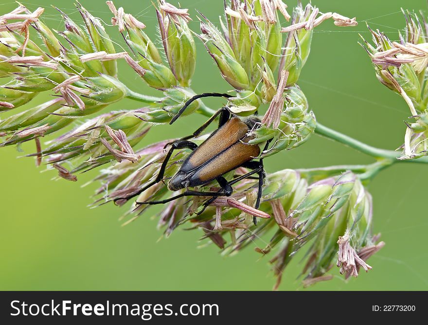 Flower longhorn beetle lurk in bent.